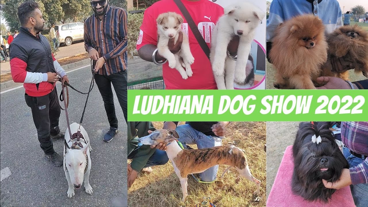 Wholesale Puppy Market in Ludhiana,Punjab Cheapest Dog Market Outside