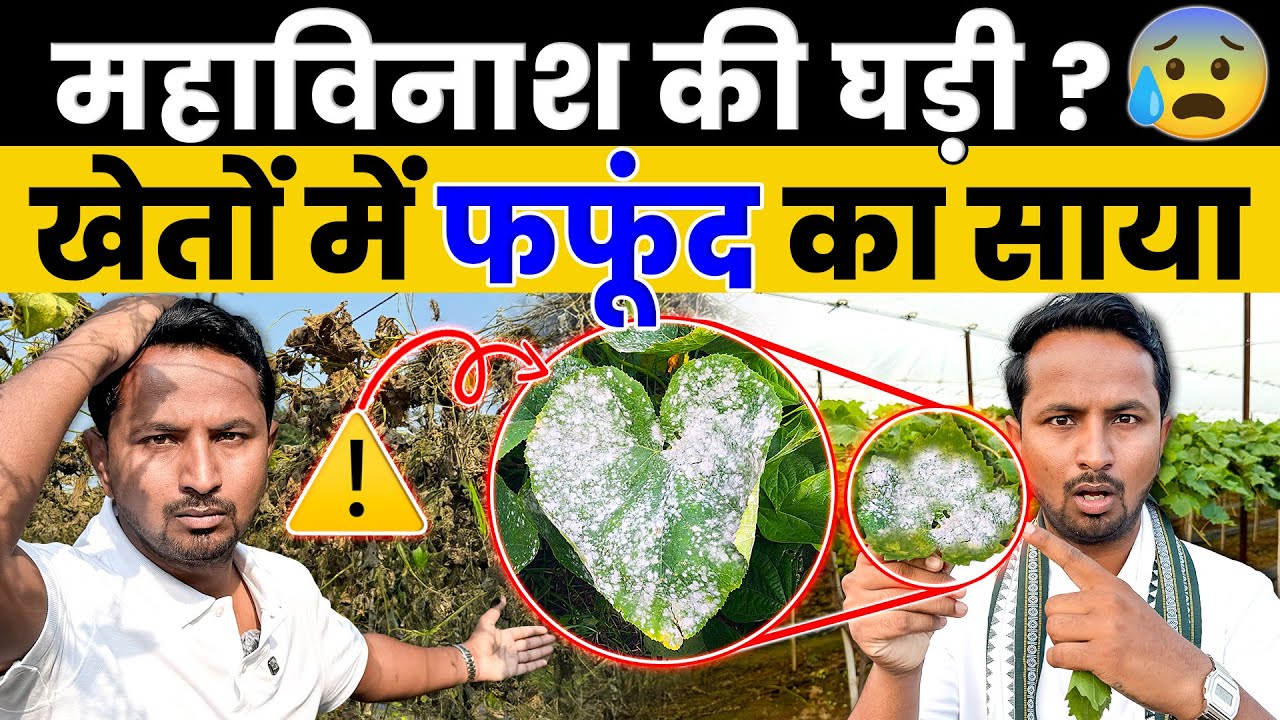 फफूंद का प्रकोप😰⚠️Powdery Mildew Attack & Control | Crop Disease & Pest Series: S1E2 | Indian Farmer