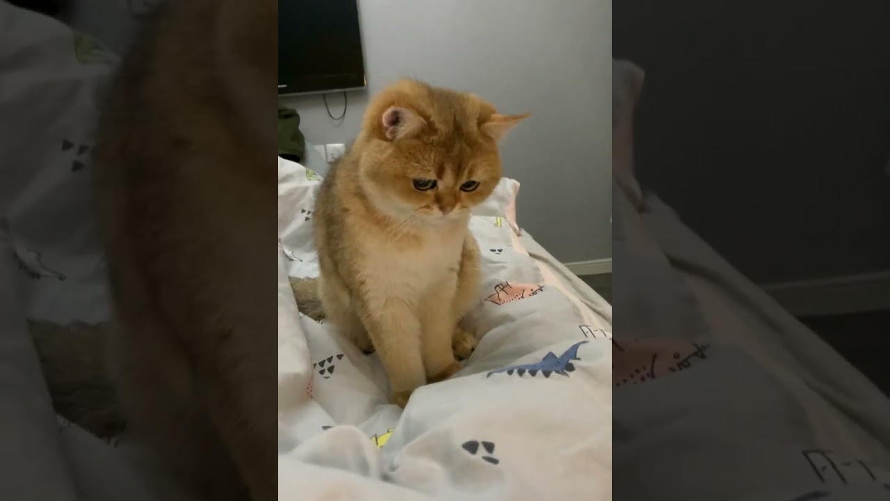 LOL, Cats Are So Cute & Funny Latest Funny Cats Shorts Compilations 😺😂😂 -EPS702