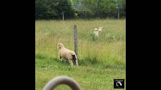 Lamb Stuck On The Wrong Side Of The Fence!