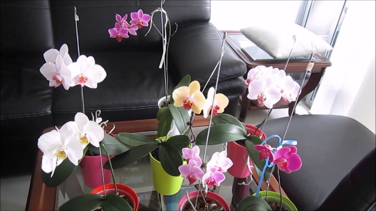 ¿Cuáles son los factores que determinan la floración en las orquídeas?