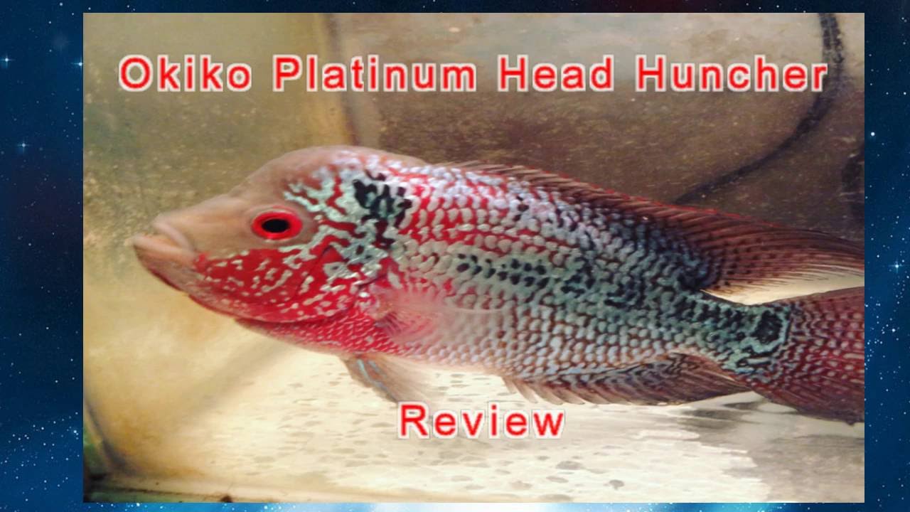 FlowerHorn Food Okiko Platinum Head Huncher Review YouTube