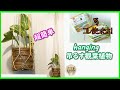 初心者向け　100均でマクラメハンキング　観葉植物を飾ろう　#簡単DIY　＃100均　＃インテリア　＃boho　＃北欧　＃ハンキングプランター　＃ハンキング　#よりのひきだし