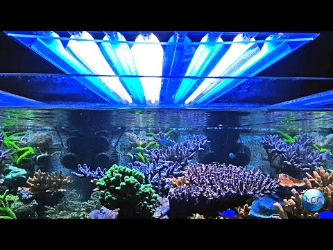 Video: Come impostare un acquario marino di barriera corallina