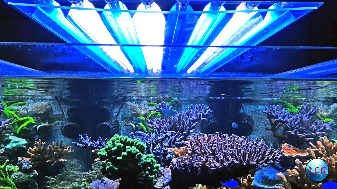 Popbloom Luce Di Barriera Corallina Dell'acquario LED RL180 - Foto 12