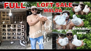 FULL PIGEON LOFT SALE BY BANAMALI SAHA  ( ANDHRA , MADRASI , TUMBLER ) 7063262520