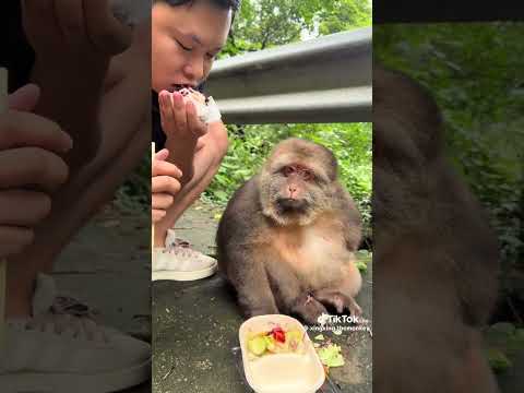도시락 먹는 원숭이 편식하네