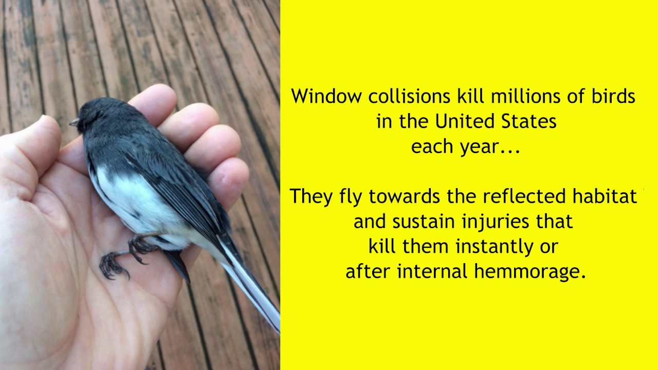 How to help prevent bird window collisions and strikes YouTube