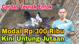 Modal Rp 300 Ribu Untung Jutaan || Cara Cerdas Ternak Entok