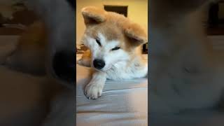 Play This Sound To Your Dog And Look How He Reacts  | #akitainu #dogs