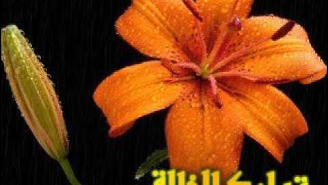 القارئ الشيخ سيد أبو خطوة وتلاوة مرتلة لسورة الكهف