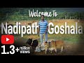 "Welcome to Nadipathy Goshala" | Home place of World's Shortest cow | Punganoor |