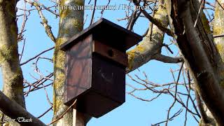 Штучні гніздівлі для птахів / Nest box for birds