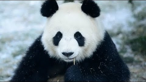 Lovely Giant Pandas Enjoy Meal in Snow