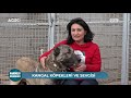 Kangal Köpeklerine Karşı Korku Nasıl Yenilir ? | Anadolu Aslanları