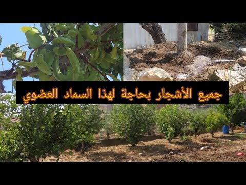 اسرع وانجح سماد عضوي للأشجار الغبار زبل المواشي اشجار الخروب