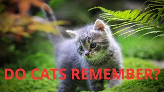 What do cats remember?  #cat #catlover #catvideos by CAT Kitty Capriccio 97 views 4 months ago 3 minutes, 40 seconds