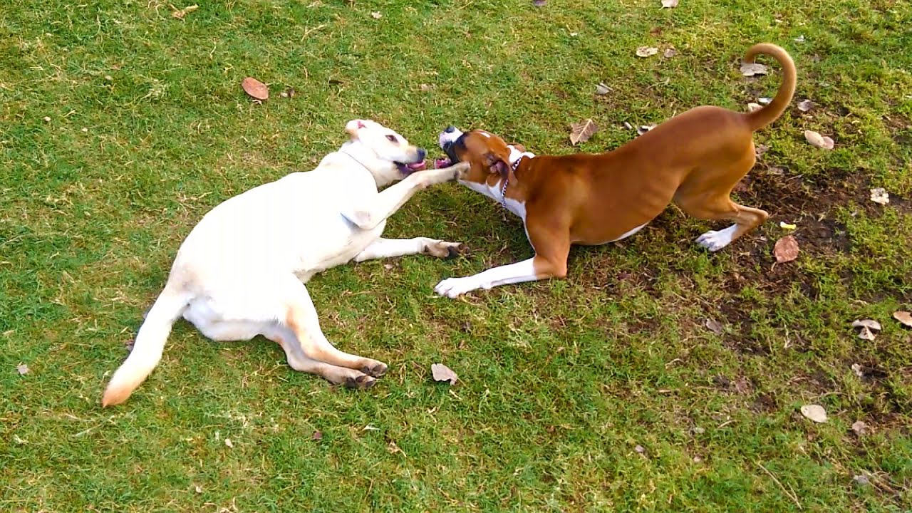 Boxer Dog Vs Labrador Dog Fight ! YouTube