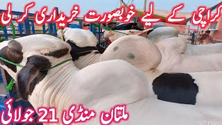Multan Cow Mandi Purchasing For Karachi Friends Gulabi Ablk Bachre ...