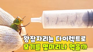 왕잠자리에게 모기를 계속 줘봤습니다