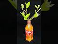 The Easiest Way To Grow Guava Cutting - Coco-cola Experiment