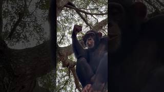 Heard It Through The Grapevine: Limbani The Chimpanzee Enjoying A 🍇 Party For One On The Treetops.