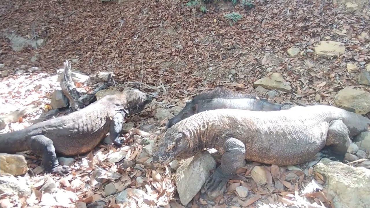 two komodo dragons vs big wild boar😱 - YouTube