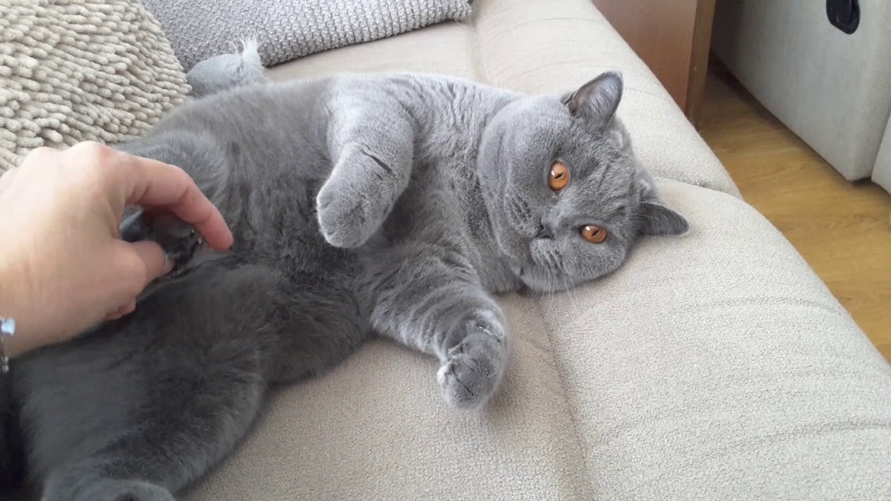 British Shorthair. Do not bother me *cattery Calmcat British