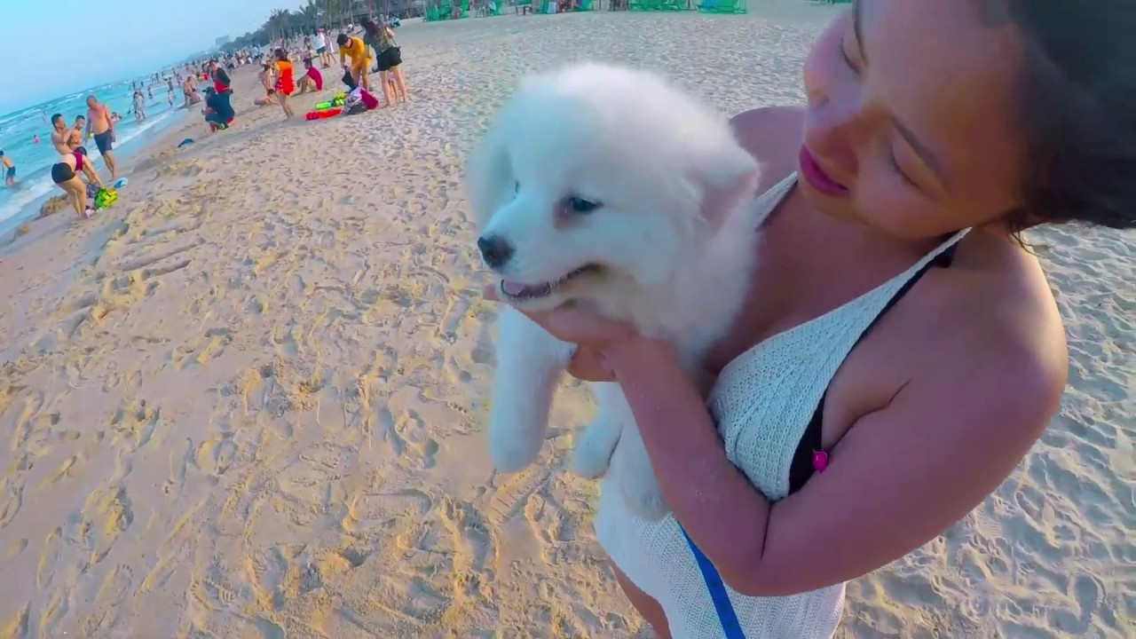 Princess Samoy Princess Samoyed - Rin lần đầu đi biển được gặp SEXY GIRL - Chó Samoyed ...