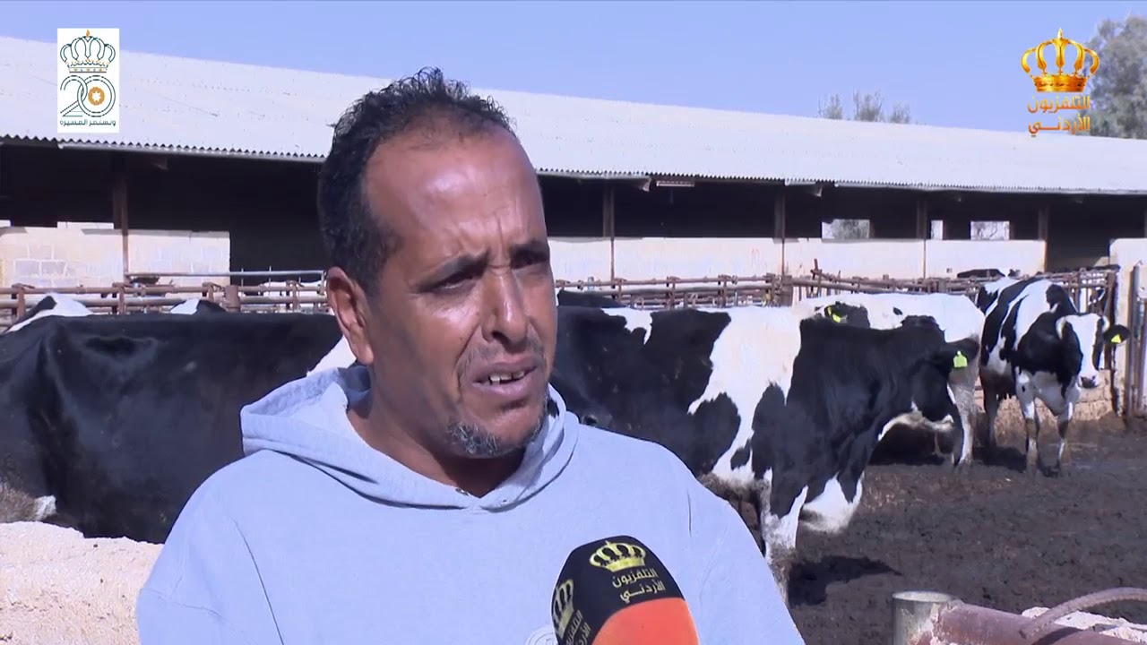 مزرعة الضليل للأبقار الحلوب تشغل 28 من المتقاعدين ومصنع الأجبان يشغل 25 من أبناء المتقاعدين