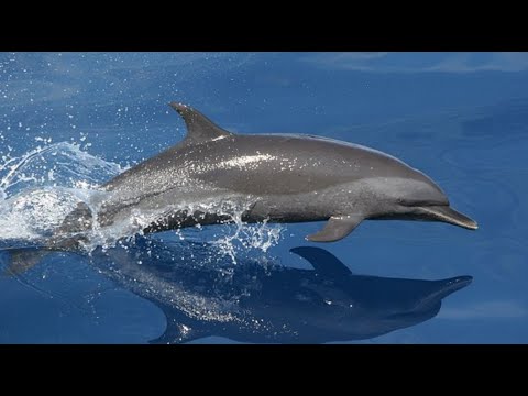 Facts: The Pantropical Spotted Dolphin