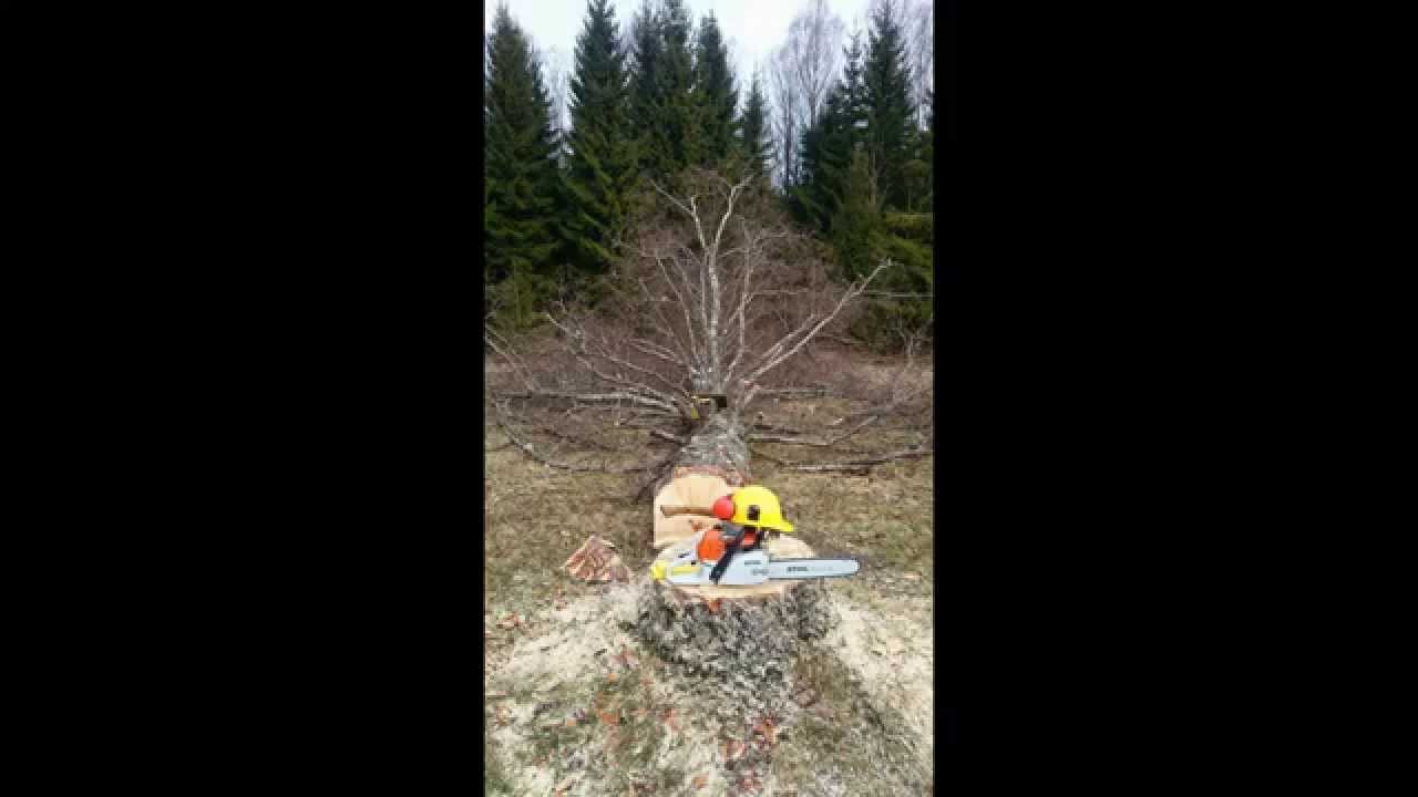 Cutting down a large birch! YouTube
