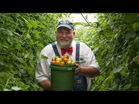Tomatoes   In Season Now with Farmer Lee Jones