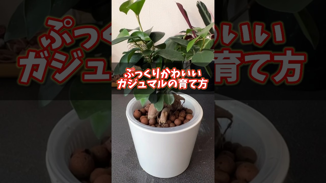 How to grow cute, plump banyan trees #houseplants #plants #banyan