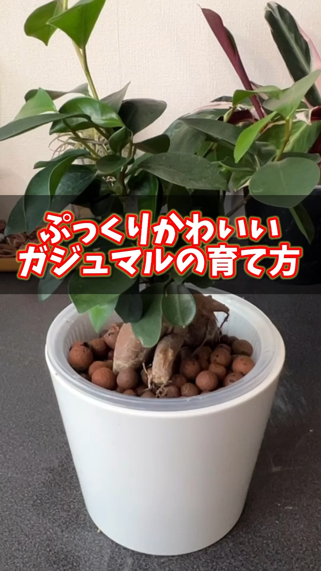 How to grow cute, plump banyan trees #houseplants #plants #banyan