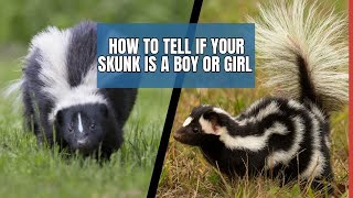 Male Vs Female Skunk Easy Gender Guide