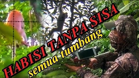 BERBURU KERA KETIKA PETANI RESAH ULAH HAMA NAKAL ☠️ BERBURU MONYET 🚫 MONKEY HUNTING