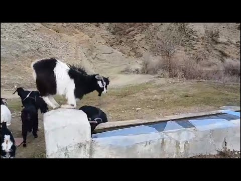 Osmancıklı çoban, keçilerin su içmesi için donan yalağın buzunu kırdı