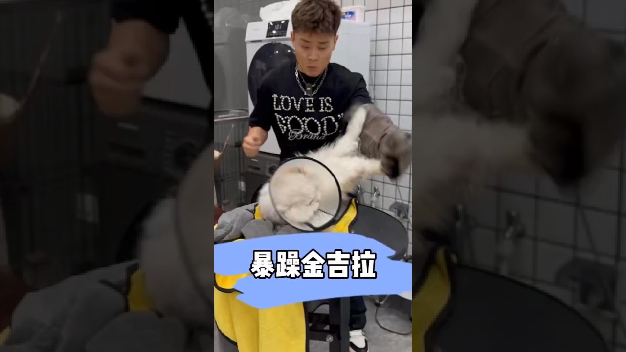 暴躁金吉拉 #宠小哥洗护 #春日萌宠收藏夹