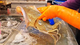 Live Cuttlefish \/ Super Fast Precise  Fish Cutting Skills - Taiwan Street Food