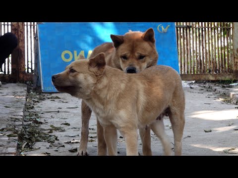 Video Cặp chó đẹp cộc tịt Sẹo Lồi- P1| village dog... - youtube