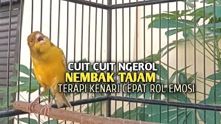 kenari gacor panjang Cuit Cuit EMOSI, Pancingan Kenari Paud Belajar Bunyi, terapi AMPUH Kenari MACET