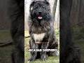 Dogs that can defeat wolves #dog #shorts #viral