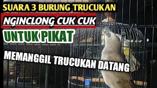 CUK CUK CUK TRUCUKAN PIKAT PALING AMPUH