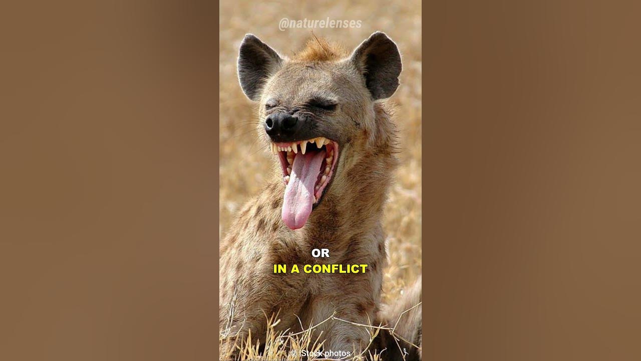 Why Do Hyenas Laugh? YouTube