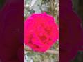 #islamicvideo#shorts#viralvideo #video #love #shortvideo#islamicvideo #viralshorts #islamicvideo🤲