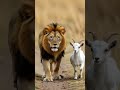 lion and goat walking to gather #fun #childrenscartoon  #goat#lion #sabcribe#funvral #fry #shorts