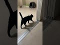 もしかして姉妹 #猫 #cat