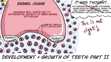 Development and growth of teeth Part II: Bell stage and root formation