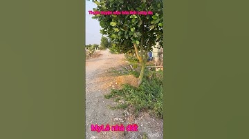 Cần bán nhanh DT 1 mẫu 6 thuộc huyện mộc hóa tỉnh Long An